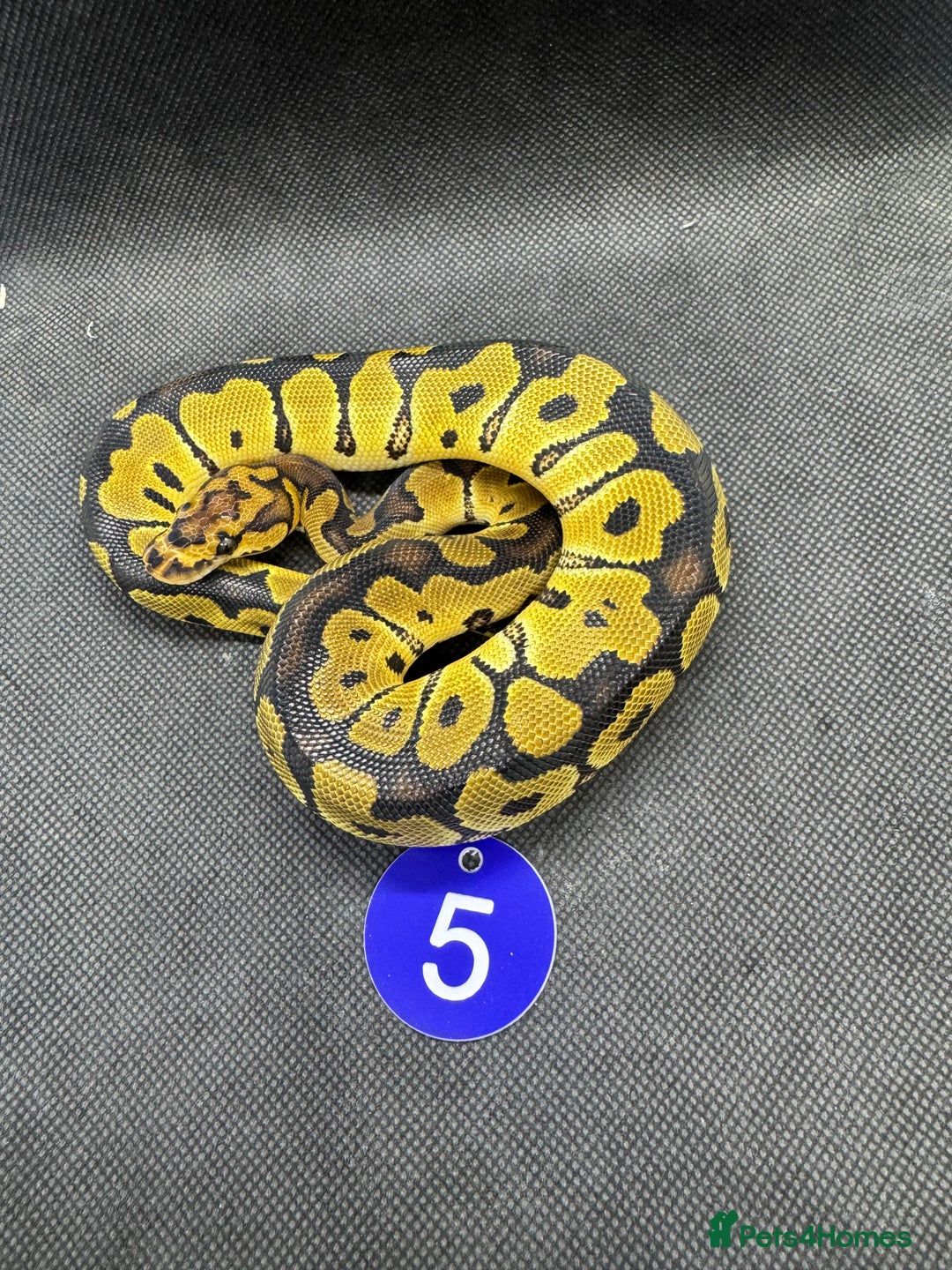 Python Snake reptiles for sale: Royal pythons from £20 - Image 1