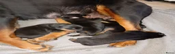 Rottweiler dogs for sale: Chunky full rottie pups  - Advert 17