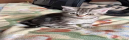 Mixed Breed cats for sale: 5 fluffy playful kittens looking for homes - Advert 19