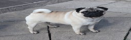 Pug dogs for stud: For Stud Champion Sired BOAS tested  in Llanelli - Advert 4