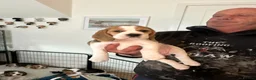 Beagle dogs for sale: Beautiful KC registered beagle puppies - Advert 3