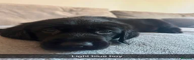 Light blue boy