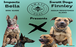Belgian Shepherd Dog dogs for sale: Stunning Dutch Herder x Alano Español Pups  - Image 5