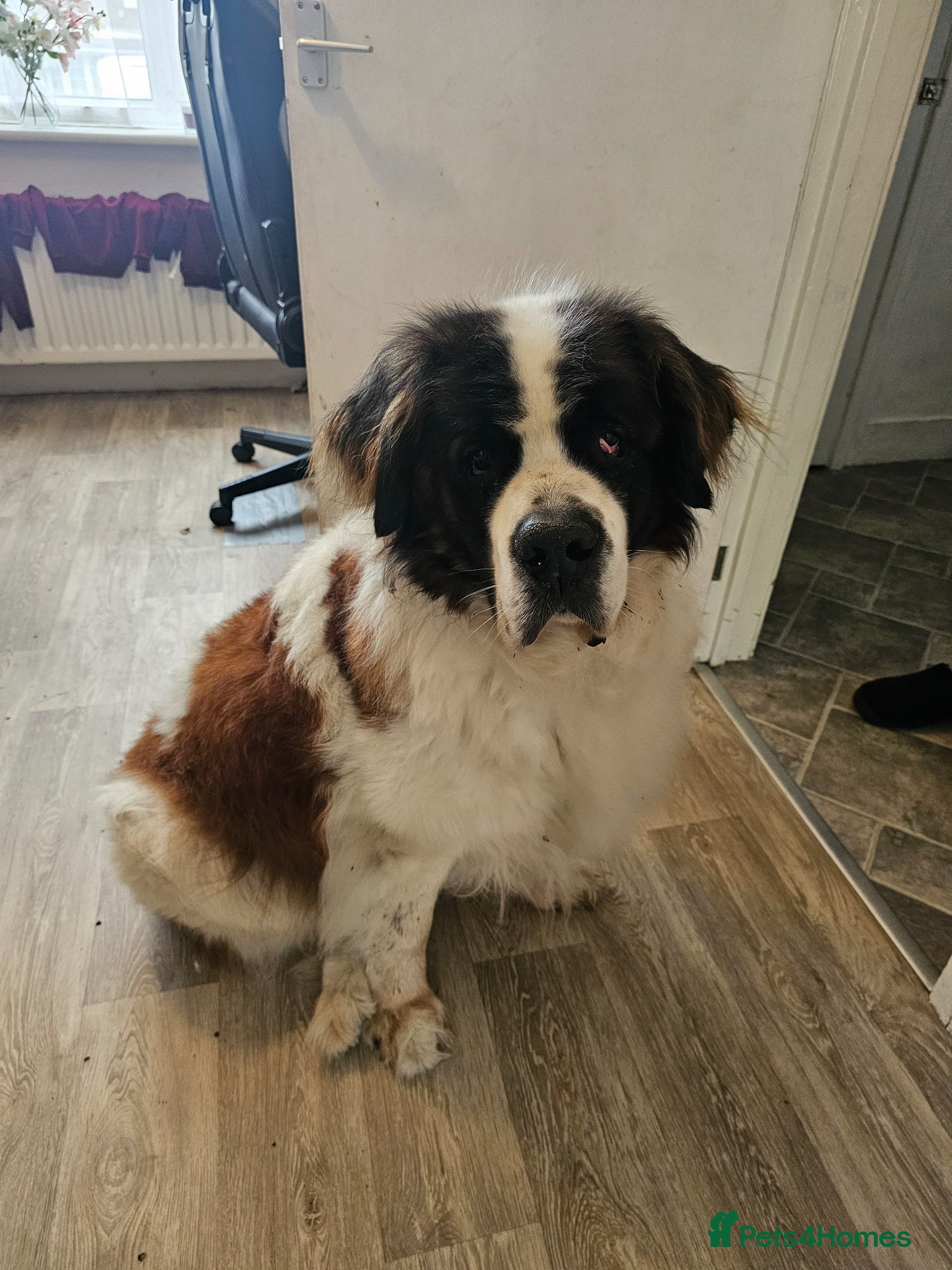 Saint Bernard dogs Saint bernard - Advert 2