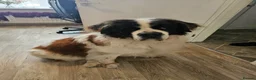 Saint Bernard dogs for sale: Saint bernard - Advert 1