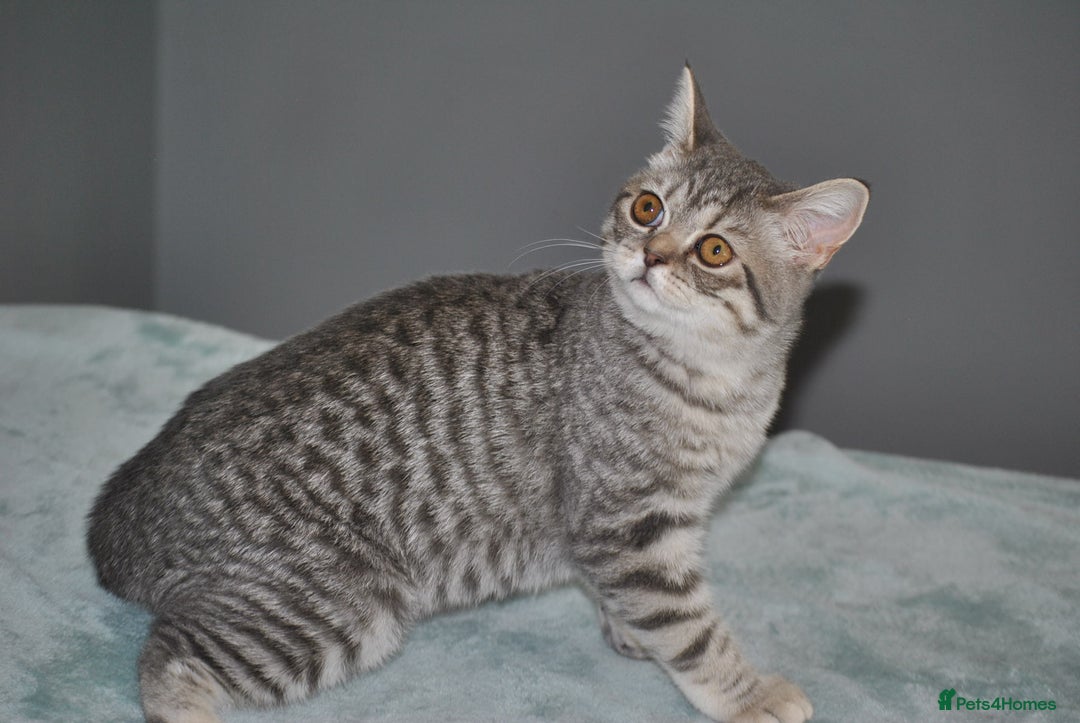 British Shorthair cats for sale: Beautiful British shorthair female kitten - Image 4