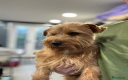 Norfolk Terrier dogs for sale: Norfolk terrier boy looking for a lap to warm.  - Image 2