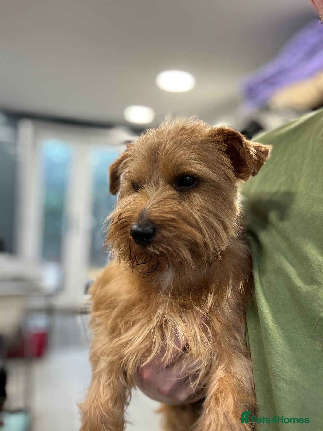 Norfolk Terrier dogs for sale: Norfolk terrier boy looking for a lap to warm.  - Image 2
