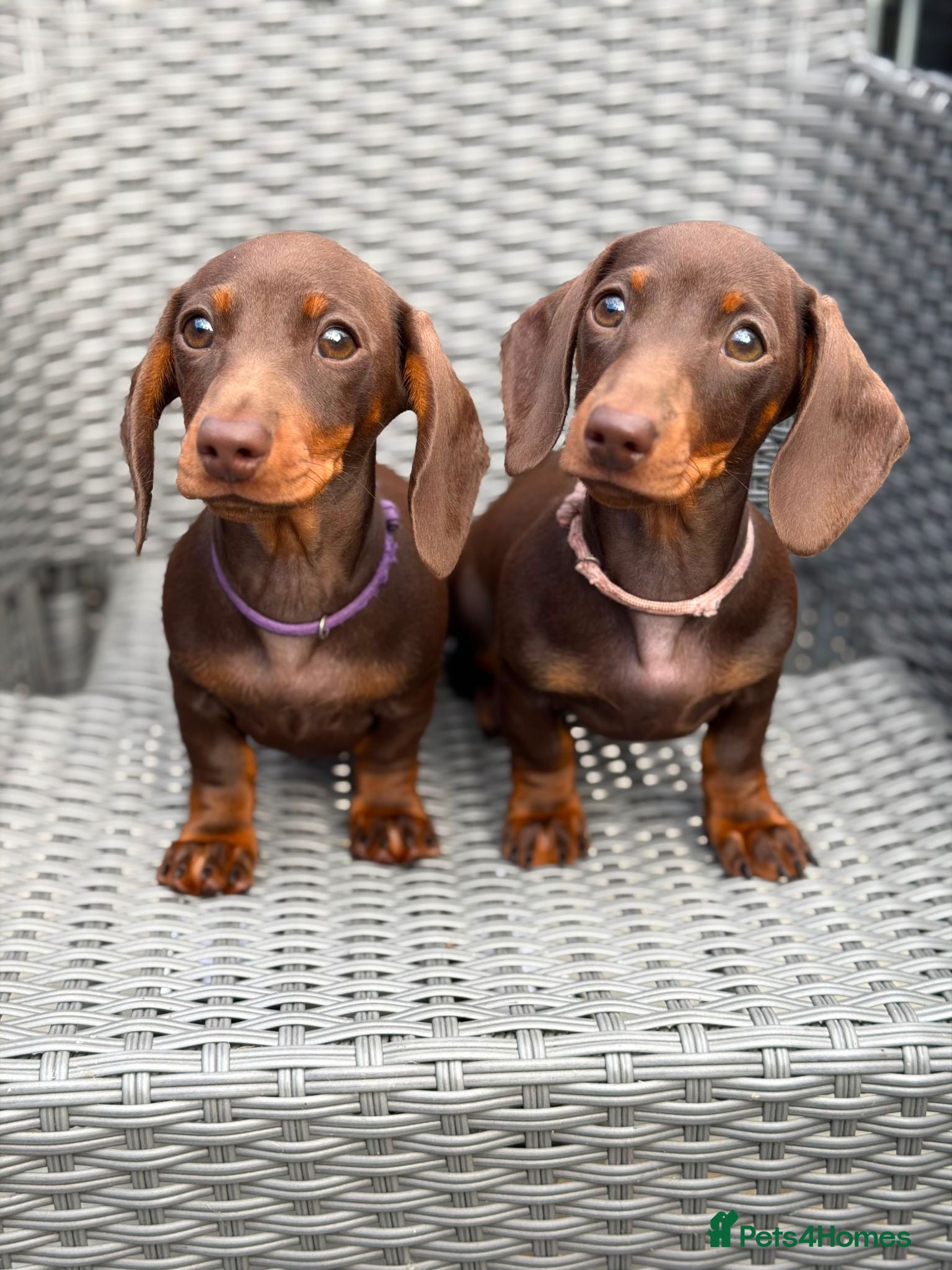 Miniature Dachshund dogs for sale: *KC Reg Miniature Dachshund Puppies available * - Advert 1