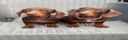 Miniature Dachshund dogs for sale: *KC Reg Miniature Dachshund Puppies available * - Advert 1