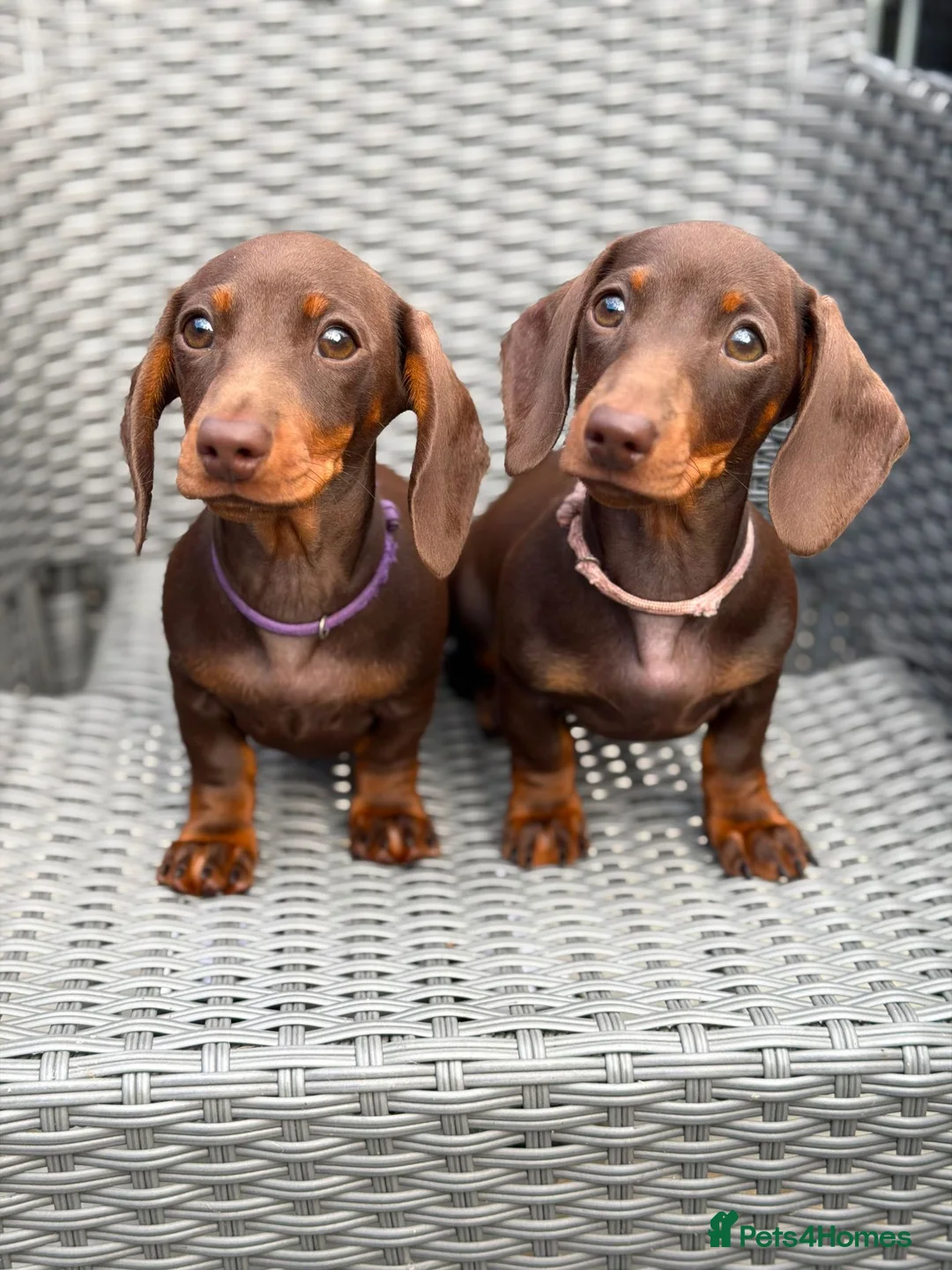 Miniature Dachshund dogs for sale: *KC Reg Miniature Dachshund Puppies available * - Advert 1
