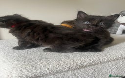 Mixed Breed cats for sale: 2 Black Fluffy Kittens (15wk old brothers) - Image 13