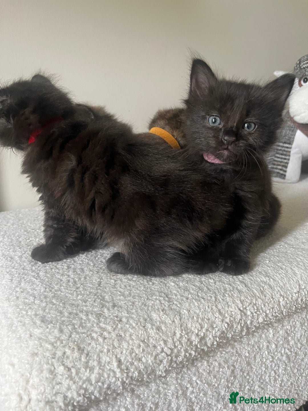 Mixed Breed cats for sale: 2 Black Fluffy Kittens (15wk old brothers) - Image 13