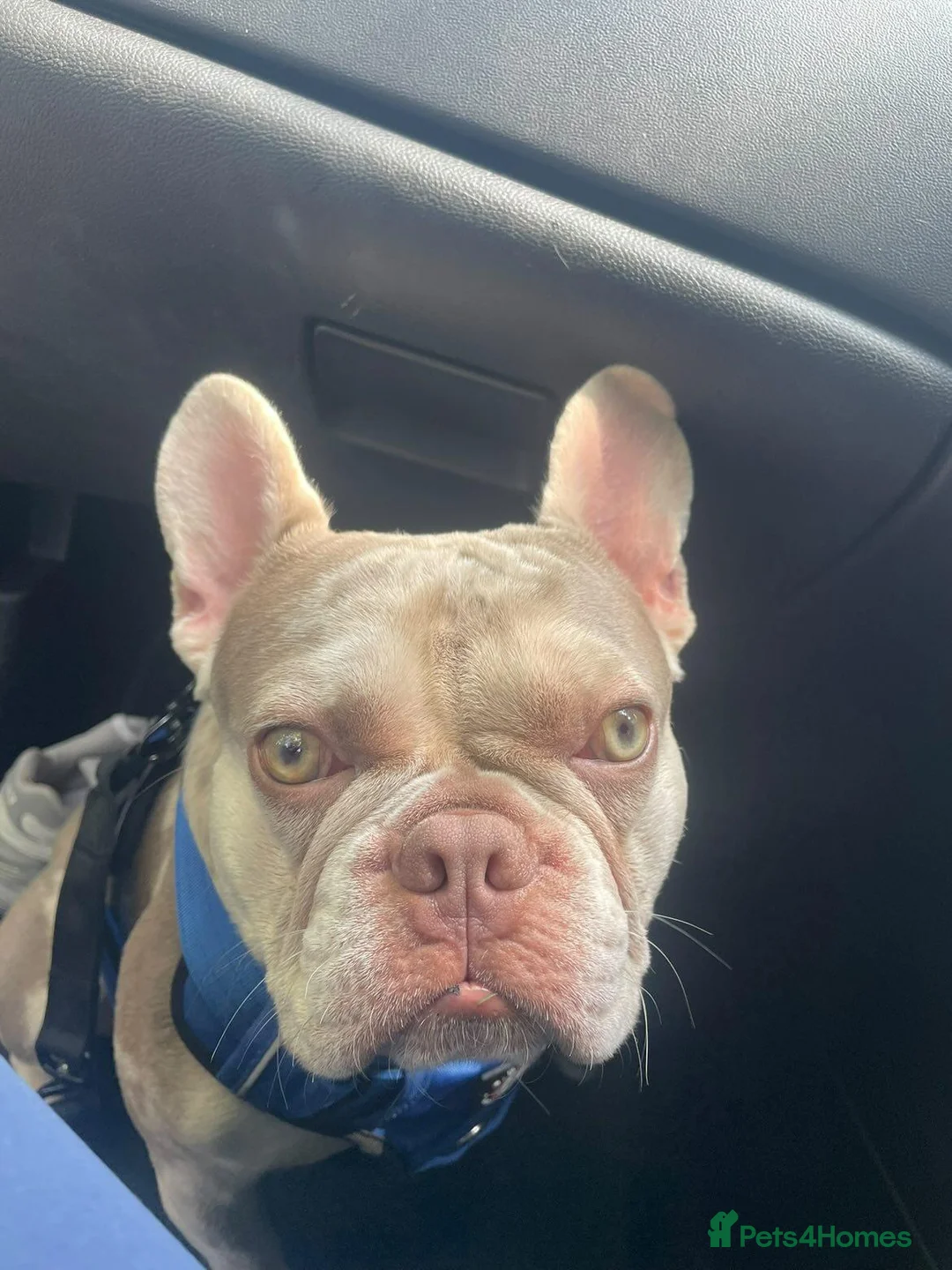 French Bulldog dogs for stud: Stud  - Advert 7