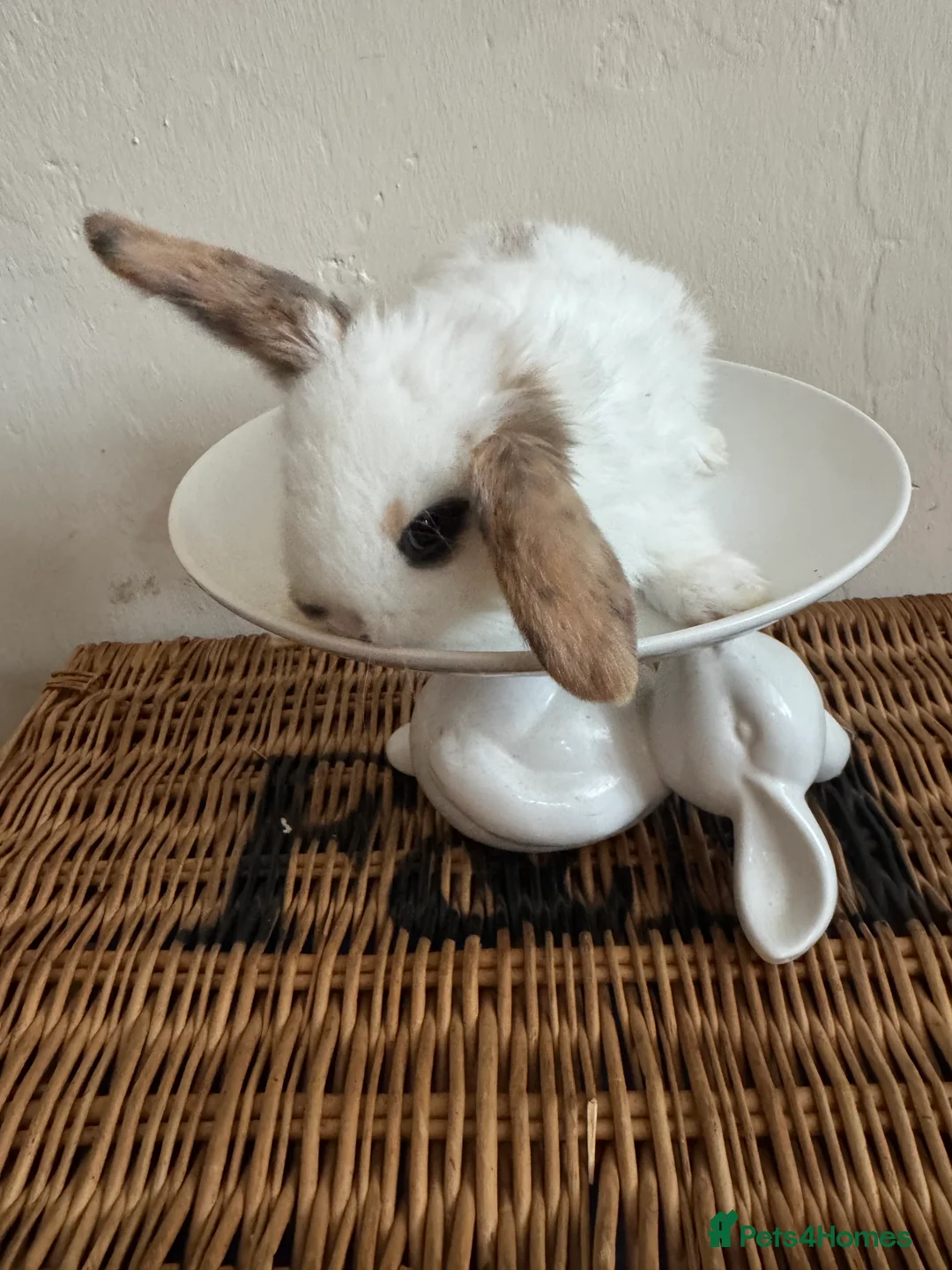 Mixed Breed rabbits for sale: *Ready to leave now* very tame bunnies - Advert 2