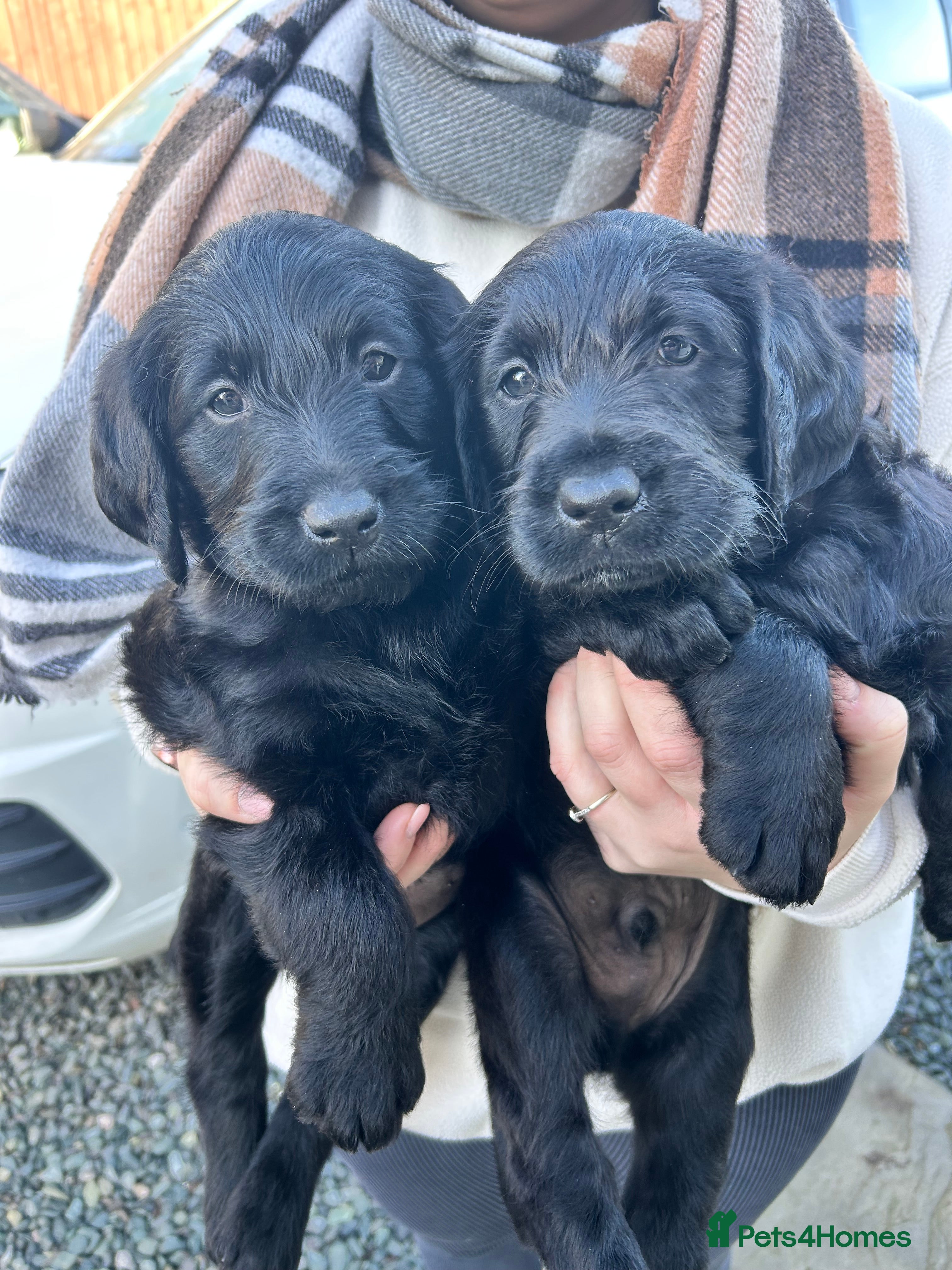 Labradoodle dogs Labradoodle puppy’s!  - Advert 1