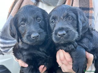 Labradoodle dogs Labradoodle puppy’s! - Advert 1