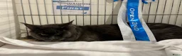 Maine Coon cats for stud: Mainecoon stud - Advert 7