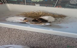 Guinea Pig rodents for sale: 2 Male Guinea Pigs- with a large cage&accessories. - Image 8