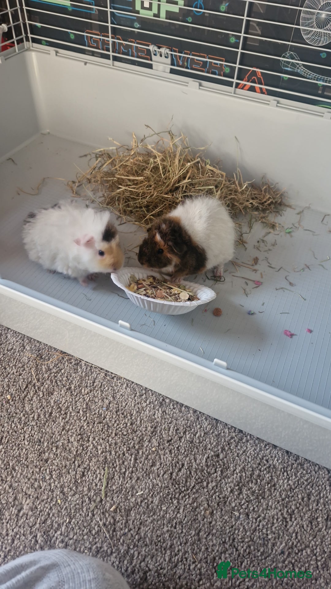 Guinea Pig rodents for sale: 2 Male Guinea Pigs- with a large cage&accessories. - Image 8