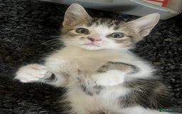 Mixed Breed cats for sale: 4 x kittens ready  - Image 8