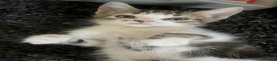 Mixed Breed Kitten 3