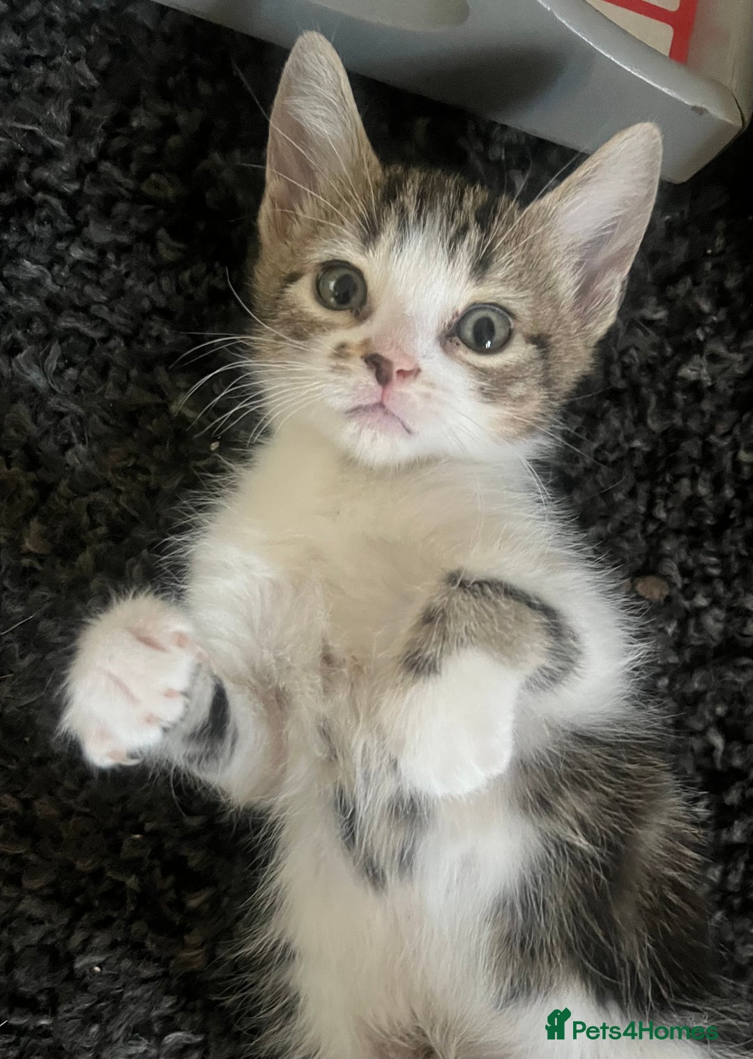 Mixed Breed cats for sale: 4 x kittens ready  - Image 8