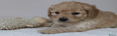 Cavapoo Puppy 4