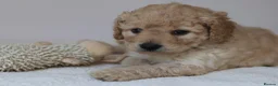 Cavapoo dogs for sale: 5*Licensed+DNAtested+Vetchecked+Red+Apricot+Cream - Advert 30