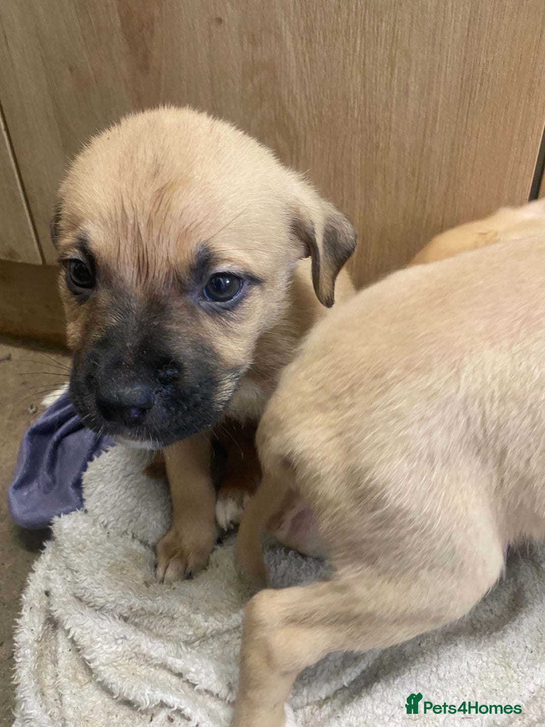 Mixed Breed dogs for sale: Puppies  - Image 8