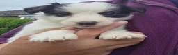 Jack Russell dogs for sale: Bred From Health Tested Parents. - Advert 4