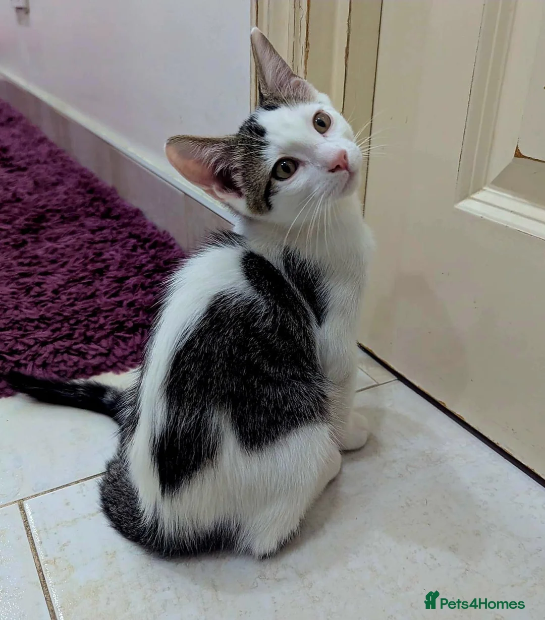 Mixed Breed cats for sale: Adorable & Extremely Affectionate Male Kittens - Advert 1