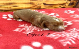 Cocker Spaniel dogs for sale: Outstanding KC Cocker Spaniel Puppies - Image 13