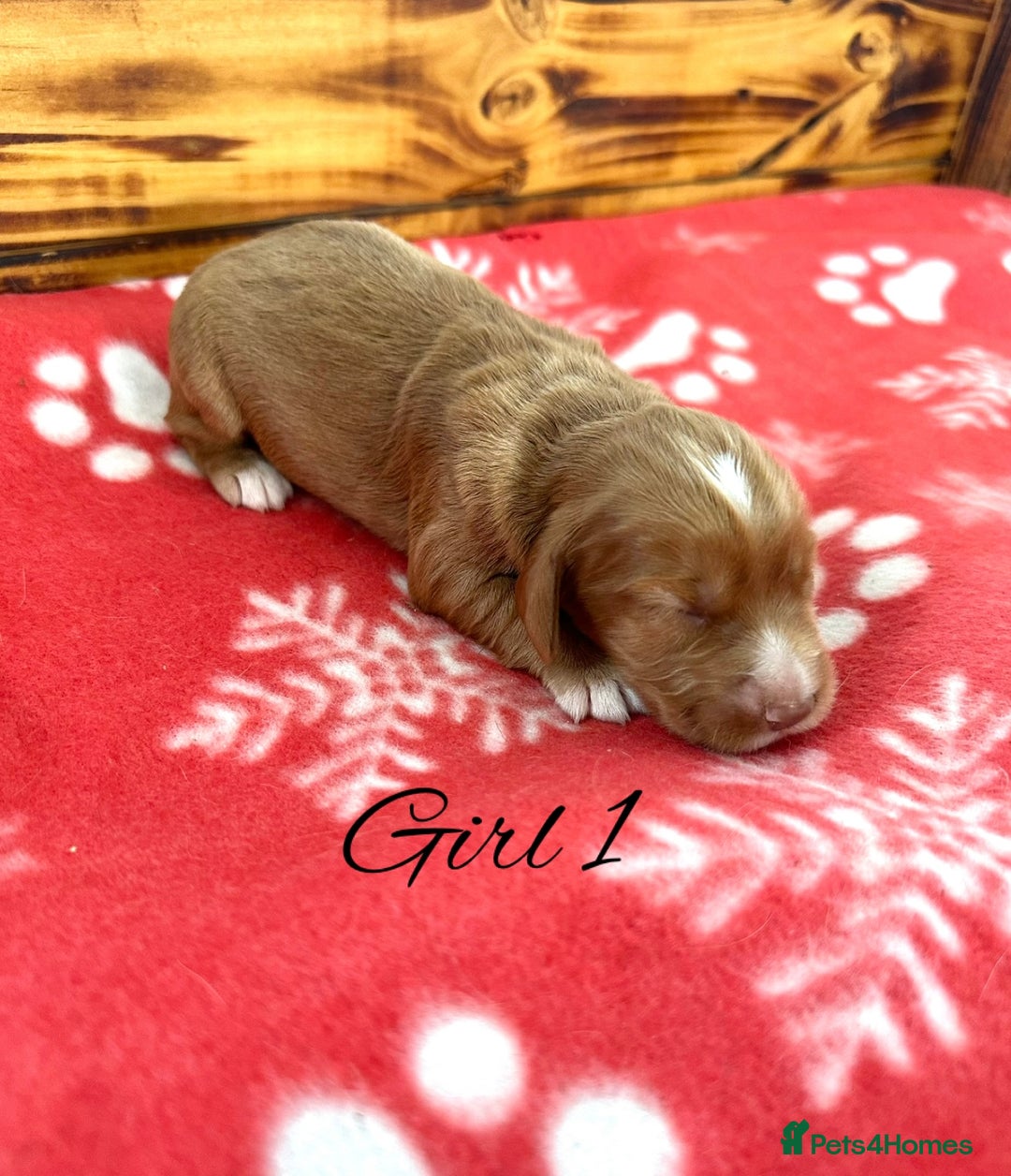 Cocker Spaniel dogs for sale: Outstanding KC Cocker Spaniel Puppies - Image 13