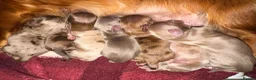 Miniature Dachshund dogs for sale: Long hair miniature dachshund  - Advert 11