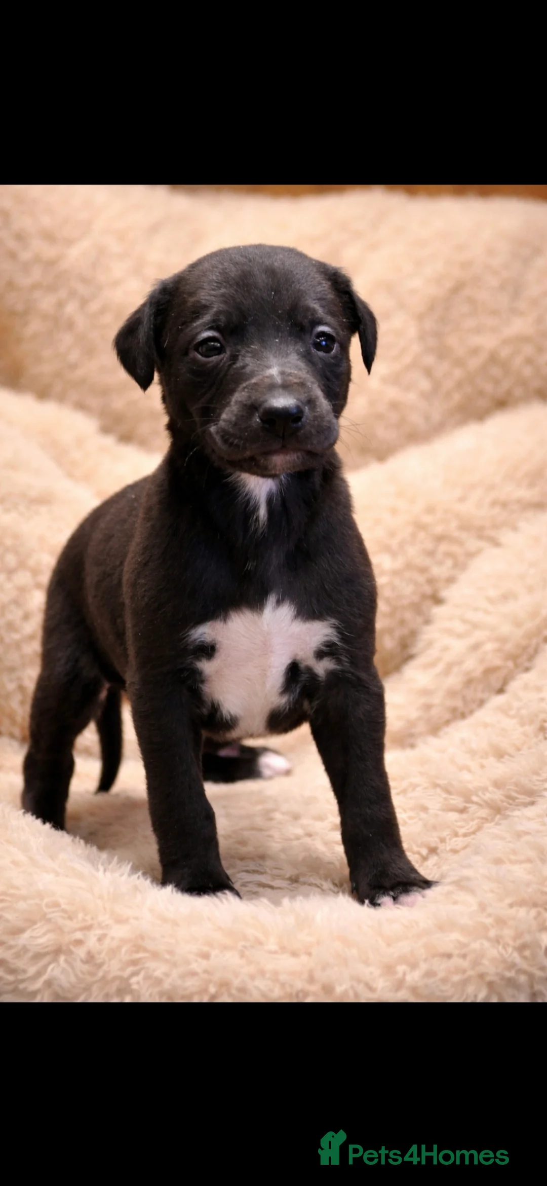 Mixed Breed dogs for sale: Whippet cross lurcher - Advert 8