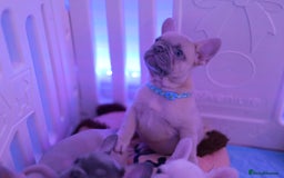 French Bulldog dogs for sale: KC French Bulldog Ready Now ! - Image 11