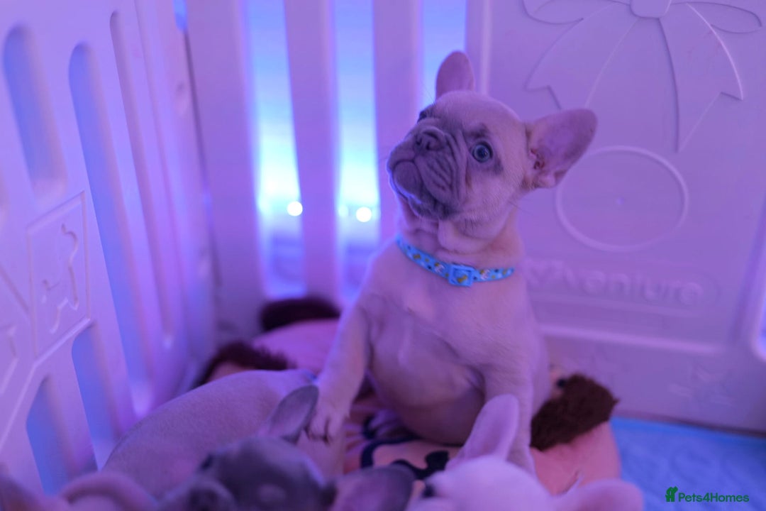 French Bulldog dogs for sale: KC French Bulldog Ready Now ! - Image 11