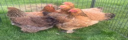 Chickens poultry for sale: Pekins - Advert 12