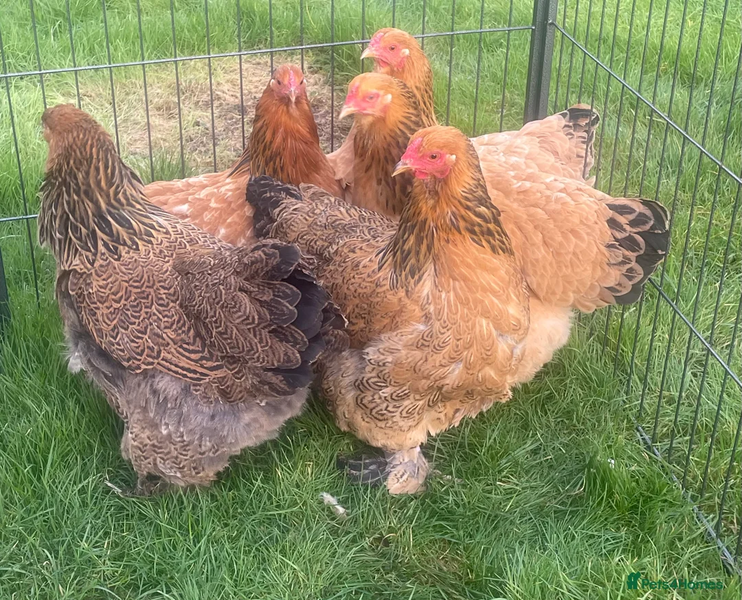 Chickens poultry for sale: Pekins - Advert 12