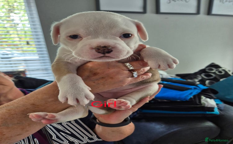 American Bulldog dogs - Advert 18