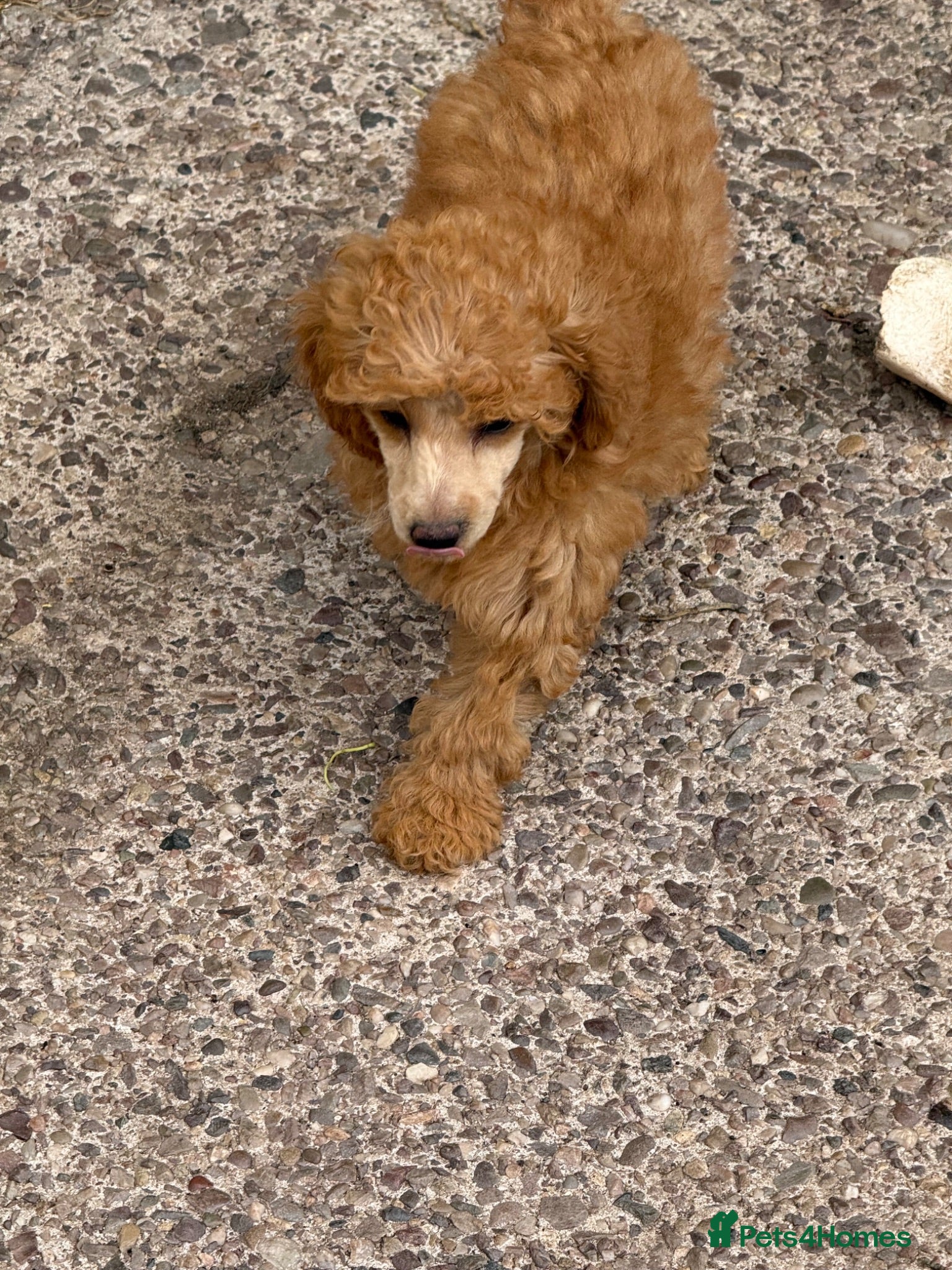 Miniature Poodle dogs for sale: Miniature Poodle puppies. Health tested parents!  - Advert 1
