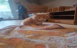 Mixed Breed cats for sale: Brown kitten avaliable.ready 16th August  - Image 24
