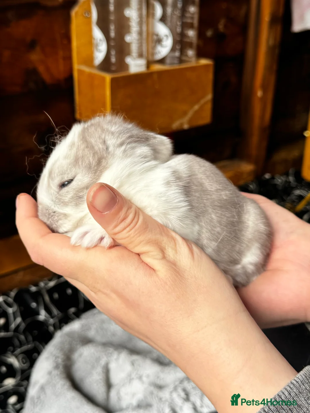 French Lop rabbits for sale: 🩷Pure bred French lop kits🩵 - Advert 19