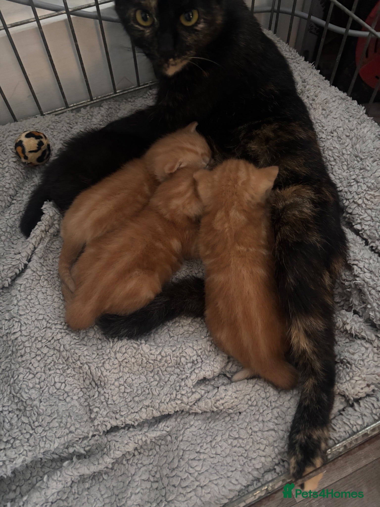 Mixed Breed cats Tortishell queen has had beautiful babies - Advert 10