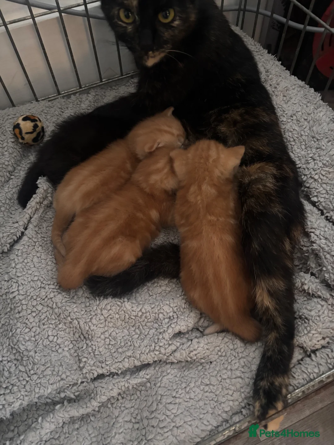 Mixed Breed cats for sale: Tortishell queen has had beautiful babies - Advert 1