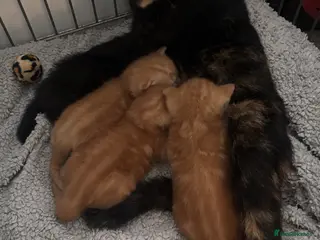 Mixed Breed cats Tortishell queen has had beautiful babies - Advert 10