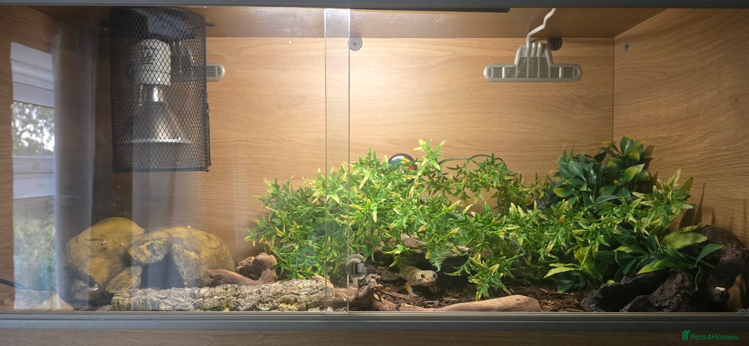 Leopard Gecko reptiles for sale: Lucy the leopard gecko - Image 3