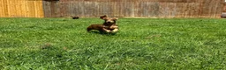 Miniature Dachshund dogs for sale: 2x adult minute dachund  - Advert 7