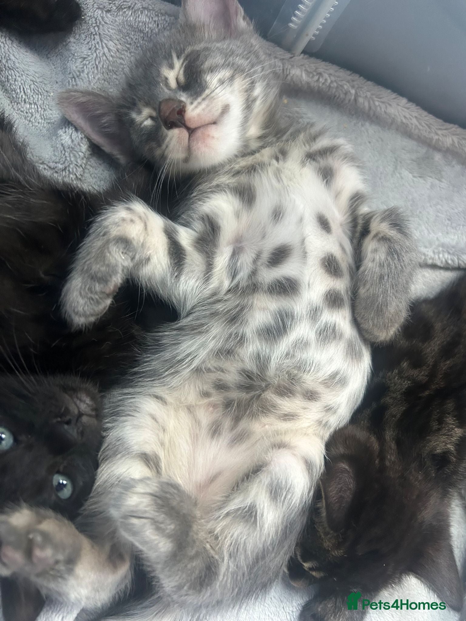 Bengal cats Female Blue & Black Smoke TICA Bengal kittens  - Advert 5